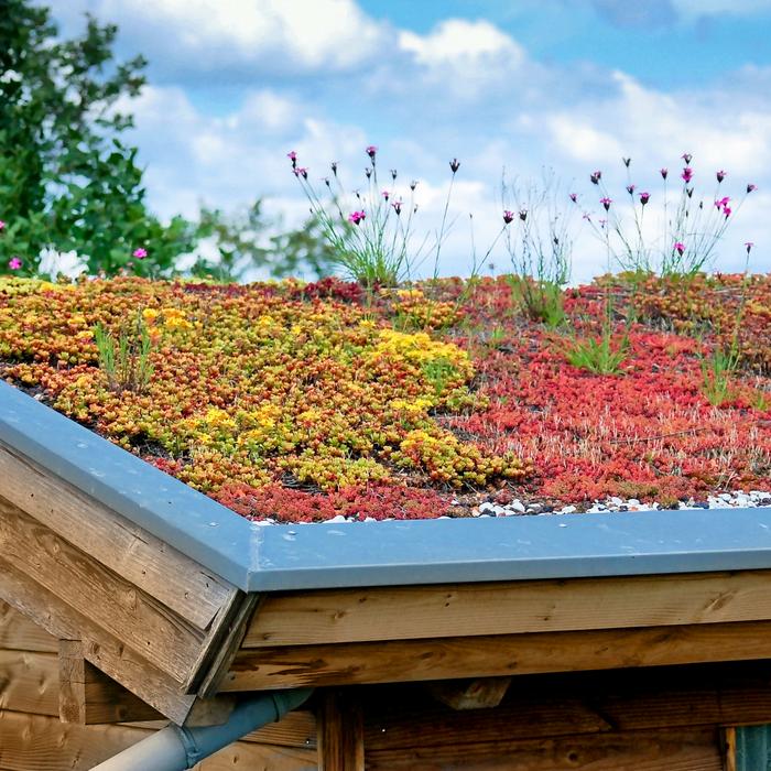 Dach mit Pflanzen