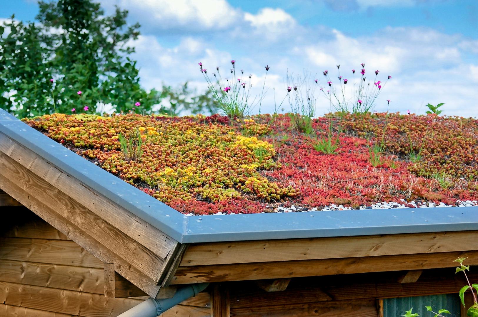 Dach mit Pflanzen