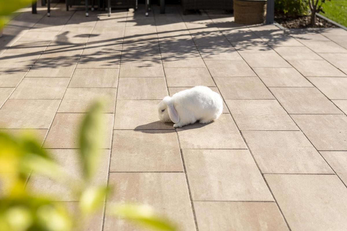 Kaninchen auf Terrasse