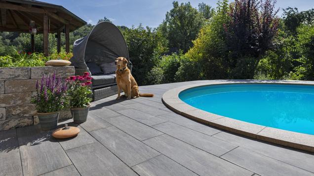Hund auf Terrasse neben Pool